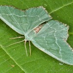 Hemithea aestivaria - Piadivka letná 18-36-54