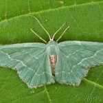 Hemithea aestivaria - Piadivka letná 18-39-07