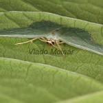 Hemithea aestivaria - Piadivka letná 21-39-16