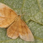 Idaea ochrata - Piadica okrová 17-43-57