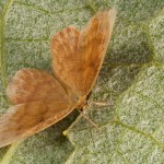 Idaea ochrata - Piadica okrová 17-45-15