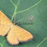 Idaea  (serpentata ? ochrata ?)