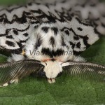 Lymantria monacha - Mníška obyčajná 20-27-04