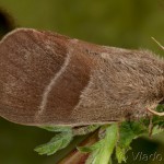 Macrothylacia rubi - Priadkovec černícový 18-55-42
