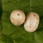 Macrothylacia rubi - Priadkovec černicový 20-39-34