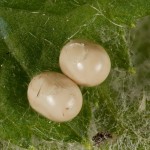 Macrothylacia rubi - Priadkovec černicový 20-40-57