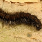 Macrothylacia rubi - Priadkovec černicový 21-30-59