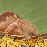 Macrothylacia rubi - Priadkovec černícový 21-55-55