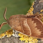 Macrothylacia rubi - Priadkovec černícový 21-56-52