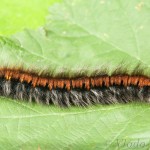 Macrothylacia rubi - Priadkovec černicový 22-47-23