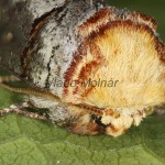 Phalera bucephala - Faléra lipová 17-45-51