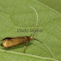 Nemophora metallica - Adéla chrastavcová 05-18-53