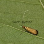 Nemophora metallica - Adéla chrastavcová 05-20-50