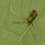 Nemophora metallica - Adéla chrastavcová 05-21-30
