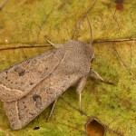 Orthosia gracilis - Mora čerkáčová 17-44-38