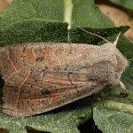 Orthosia gracilis - Mora čerkáčová 23-23-13