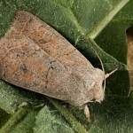 Orthosia gracilis - Mora čerkáčová 23-24-23