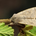 Orthosia gracilis cf - Mora čerkáčová 17-25-34