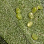 Thalera fimbrialis - Piadivka dúšková 22-47-14