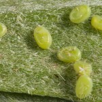 Thalera fimbrialis - Piadivka dúšková 22-50-17