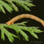 Thalera fimbrialis - Piadivka dúšková 22-54-35