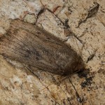 Athetis lepigone - Sivkavec lesklý 19-37-24