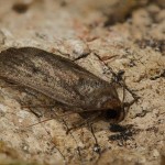 Athetis lepigone - Sivkavec lesklý 19-38-51