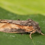 Bryophila raptricula - Lišajníkovka hnedá 19-06-14