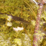 Lissotriton montandoni - Mlok karpatský IMG_9250