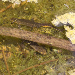 Lissotriton montandoni - Mlok karpatský IMG_9260