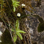 Pinguicula alpina - Tučnica alpínska IMG_0647