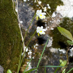 Pinguicula alpina - Tučnica alpínska IMG_0650m