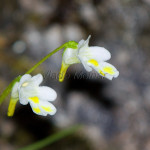 Pinguicula alpina - Tučnica alpínska IMG_0716