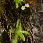 Pinguicula alpina - Tučnica alpínska IMG_0718