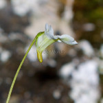 Pinguicula alpina - Tučnica alpínska IMG_0719