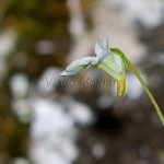 Pinguicula alpina - Tučnica alpínska IMG_0720