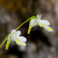 Pinguicula alpina - Tučnica alpínska IMG_0722