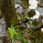 Pinguicula alpina - Tučnica alpínska IMG_1272