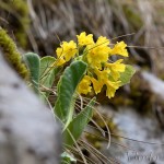 Primula auricula - Prvosienka holá BF4A0235