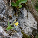 Primula auricula - Prvosienka holá BF4A0246