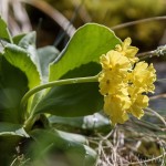 Primula auricula - Prvosienka holá IMG_9801