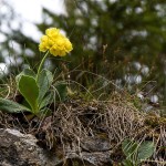 Primula auricula - Prvosienka holá IMG_9810