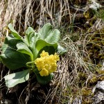 Primula auricula - Prvosienka holá IMG_9814