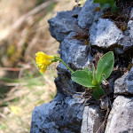 Primula auricula  - Prvosienka holá IMG_9889