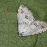 Scopula ornata - Piadica okrášlená 16-45-52