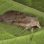Xestia xanthographa - Mora žltoškvrnná 14-58-53