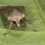 Xestia xanthographa - Mora žltoškvrnná 15-00-12