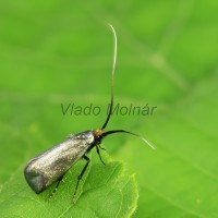 Adela reaumurella - Adéla zelená 20-36-57