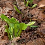 Allium ursinum - Medvedí cesnak IMG_9370