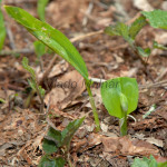 Allium ursinum - Medvedí cesnak IMG_9373
